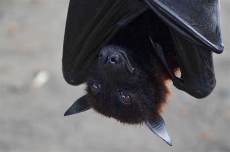 The Black Magic Bat: A Marvel of Evolutionary Adaptation